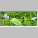 Polyommatus icarus - Hauhechelblaeuling m02.jpg